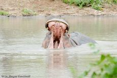 Flusspferd (95 von 104).jpg